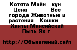 Котята Мейн - кун › Цена ­ 19 000 - Все города Животные и растения » Кошки   . Ханты-Мансийский,Пыть-Ях г.